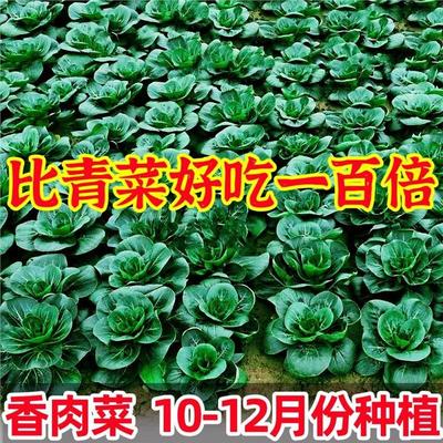 新品种北京香肉菜35天可采收耐寒耐热春秋四季农家小青菜蔬菜