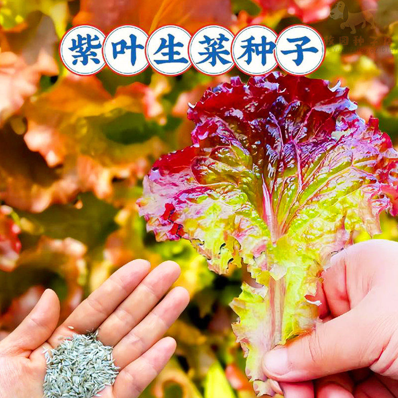 紫叶生菜种子四季播种紫叶有机沙拉菜种子耐寒热庭院蔬菜种子菜籽