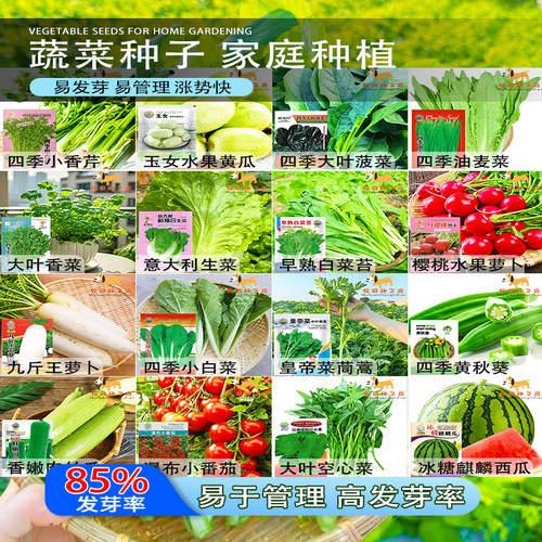 蔬菜种子四季播盆栽阳台庭院香菜青白菜萝卜生菜小葱菠菜籽孑大全