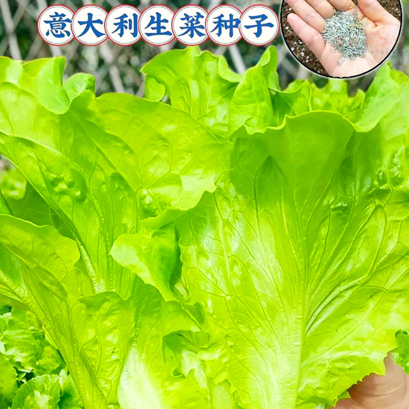 意大利生菜种子四季抗热耐抽苔生吃甜脆生菜种籽阳台蔬菜种子大全