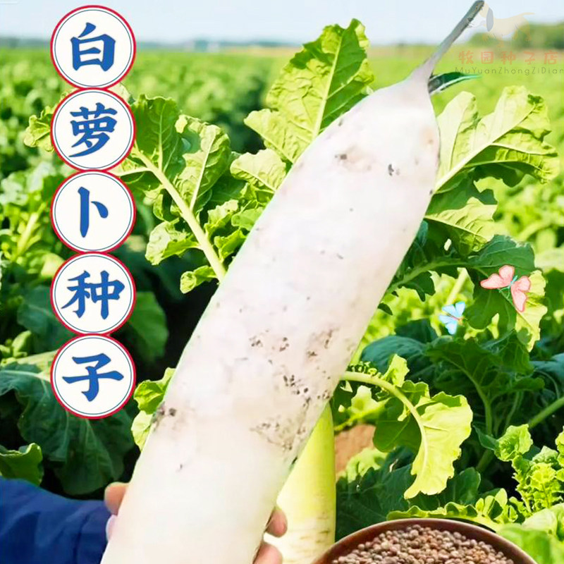 白玉萝卜种子耐高温40度夏季大白萝卜种籽阳台抗热抗病高产白萝卜