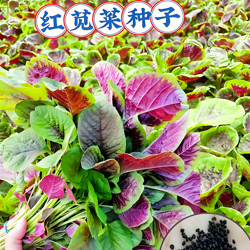 红苋菜种子四季阳台种菜蔬菜一点红圆花叶长寿菜种植红青苋菜大全