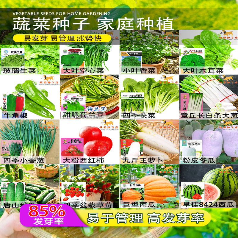 蔬菜种子四季白菜生小香葱菜播阳台盆栽辣椒萝卜瓜果秋种籽子大全