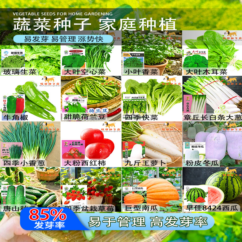 蔬菜种子菜种籽西红柿草莓西瓜种孑香菜番茄黄瓜辣椒蔬苗四季大全