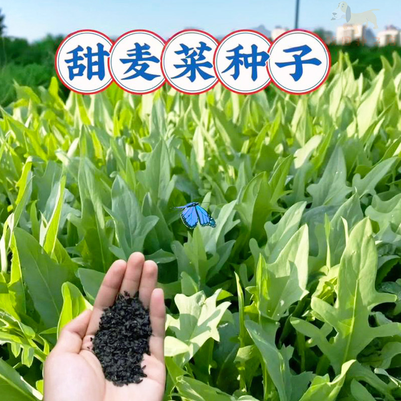 花芽甜麦菜种子花叶苦唛菜种籽甜脆拉菜高产四季农家菜蔬菜种孑