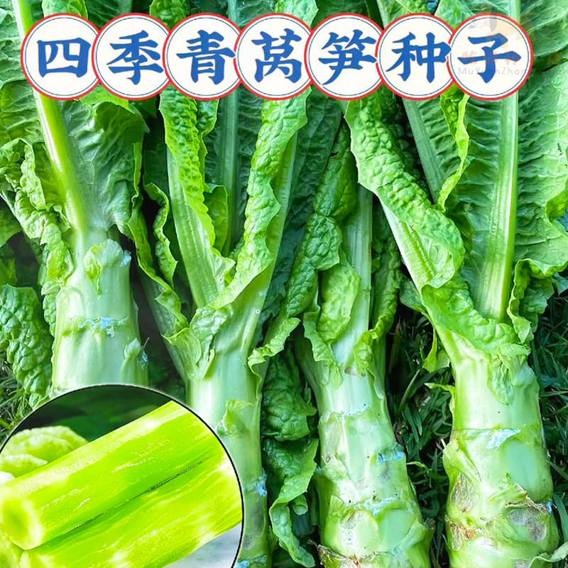 莴笋种子四季播高产莴笋青皮青肉香莴笋种籽阳台盆栽秋冬蔬菜种子