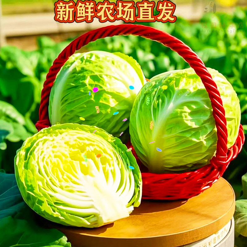 结球生菜种子四季奶油圆生菜包心沙拉新鲜圆西餐生菜农家蔬菜种子