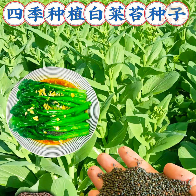 白菜苔种子高产早熟甜脆菜苔多芽多味甜软白菜心籽种大全蔬菜种孑