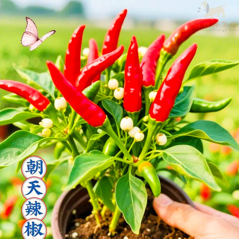 朝天椒种子四季种植满天星红色小米辣椒泡椒特辣盆栽阳台蔬菜种子