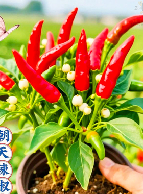 朝天椒种子四季种植满天星红色小米辣椒泡椒特辣盆栽阳台蔬菜种子