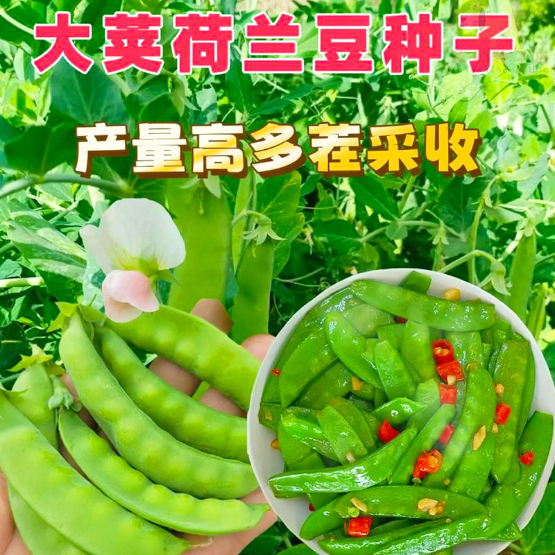 荷兰豆种籽四季新鲜荷兰豆现摘甜豌豆荚种子盆栽农家蔬菜种子大全