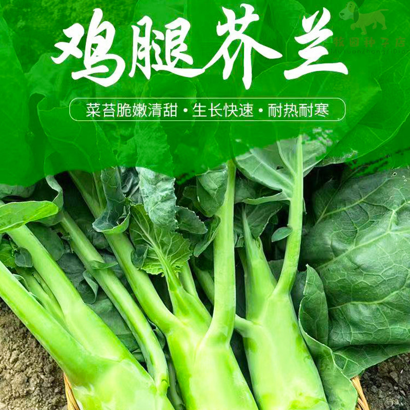 甜脆鸡腿芥蓝种子粗条籽芥兰广东四季菜籽大菜秋季蔬菜种籽孑菜种
