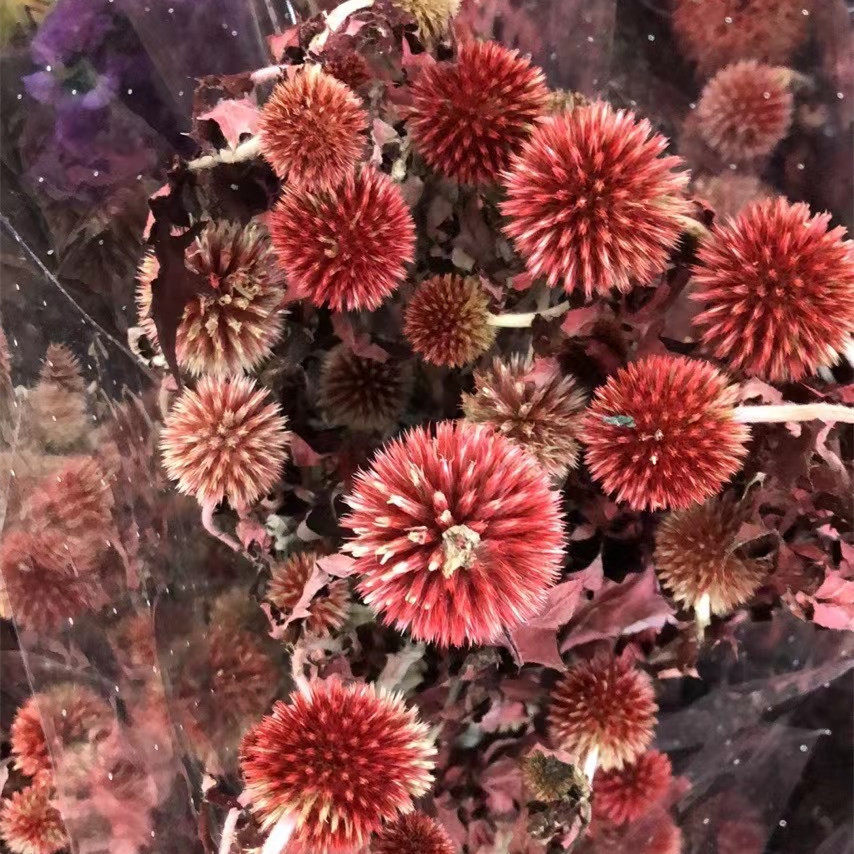 蓝星球永生花真花干花点状配花蓝刺球家居店铺装饰插花diy花材礼
