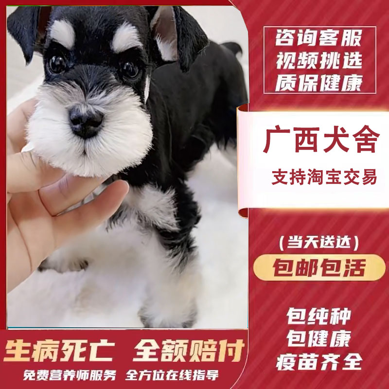 【广西犬舍】纯种雪纳瑞幼犬迷你型活狗小体犬椒盐色宠物出售