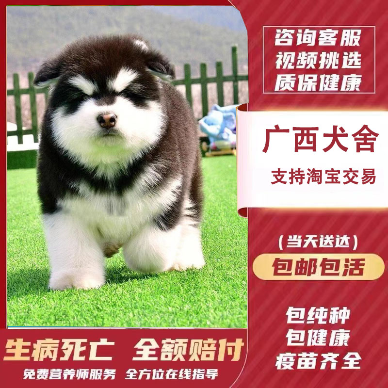 【广西犬舍】纯种阿拉斯加幼犬狗狗雪橇犬灰黑棕红色熊版幼犬