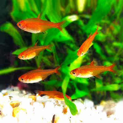 灯鱼喷火灯火光灯红色灯科鱼草缸群游鱼热带红色观赏小型红火色鱼