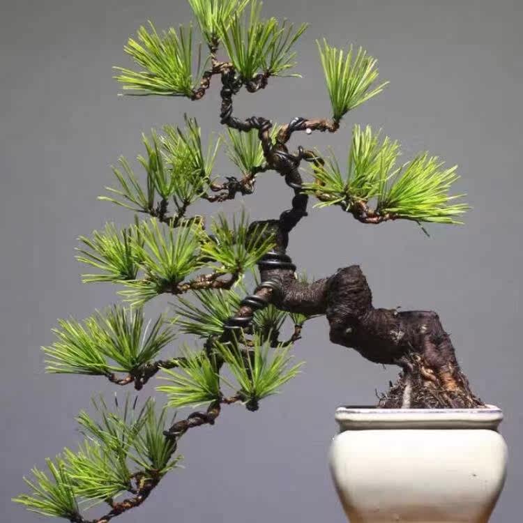 美景园林盆景 三河黑松盆景 规格齐全 造型美观 一物一拍