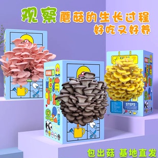 蘑菇盒子礼盒平菇蘑菇种植包食用菌栽培种蘑菇养殖盒装袋装礼物