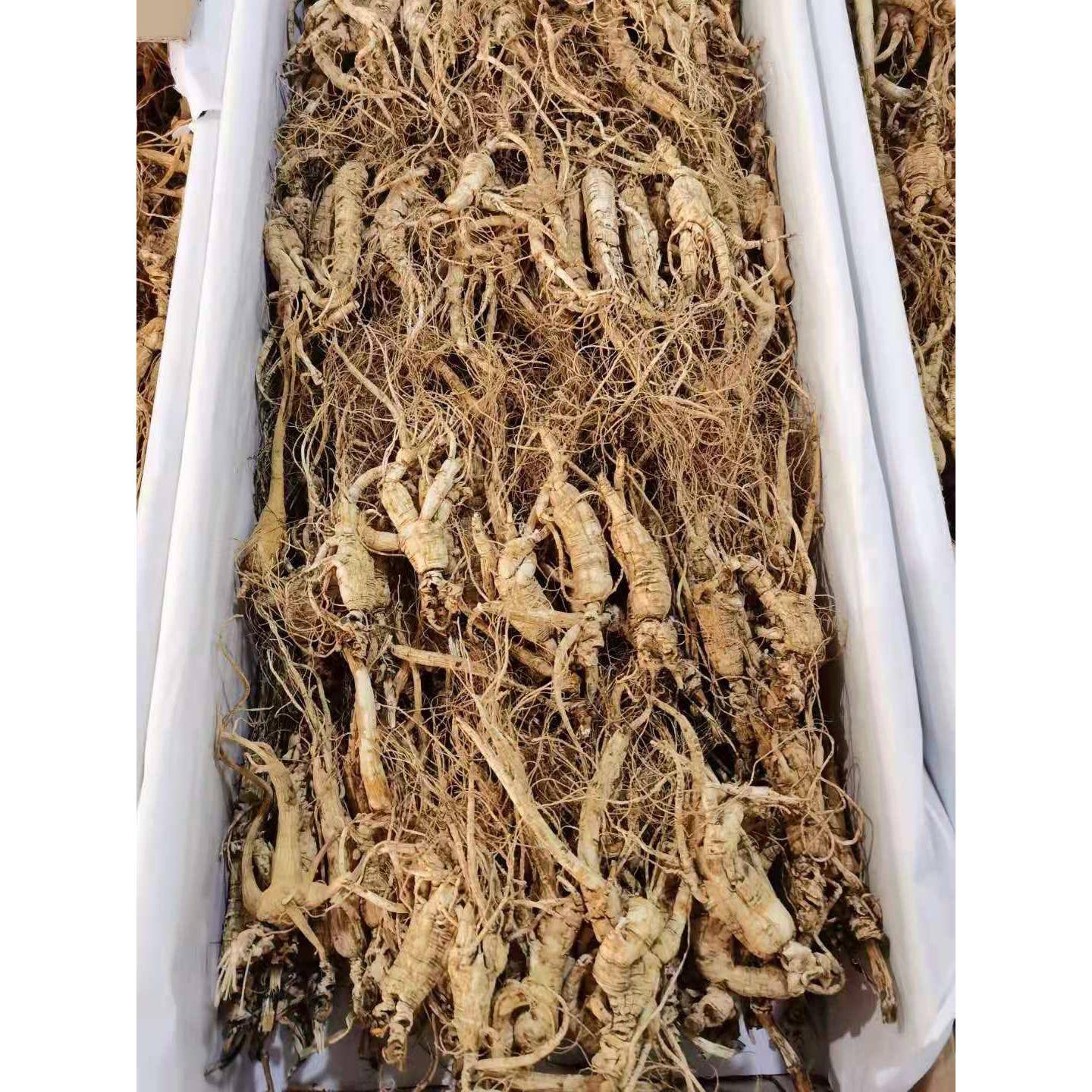 野生林野下参残参高龄野老OAX山参东北人参参长白山山残锈参干货