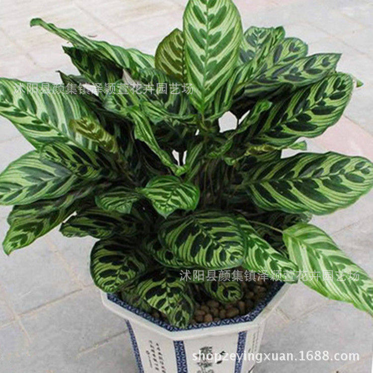 孔雀竹芋 猫眼竹芋 室内盆栽 观叶植物 净化空气 量大优惠,鲜花速递/花卉仿真/绿植园艺,绿植,淘宝优惠券,粉丝福利购,淘宝优惠卷