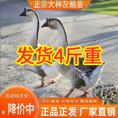 活体发货灰鹅苗包活到家活体发货