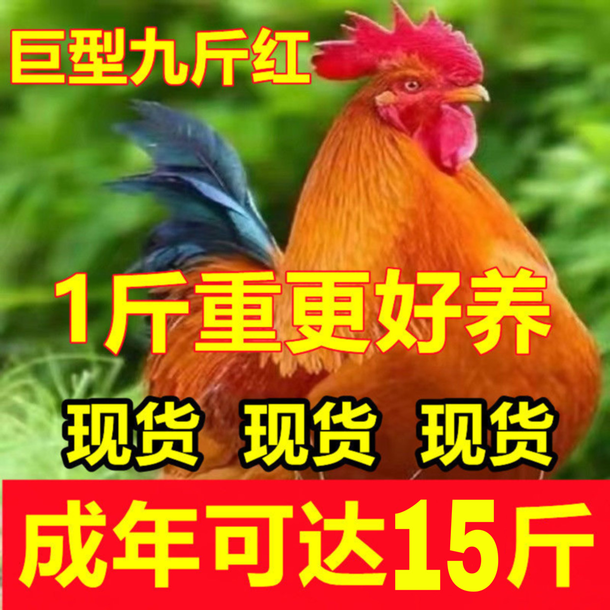 红玉380活苗小鸡活苗1斤公鸡活苗九斤红公鸡苗脱温鸡苗大种九斤黄