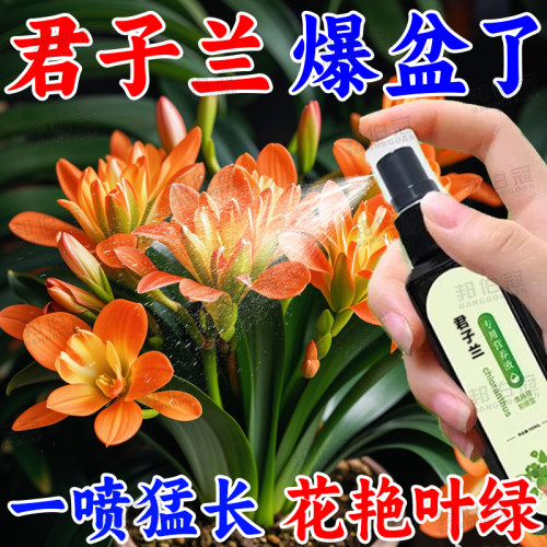 君子兰促箭催开预防枯萎营养液