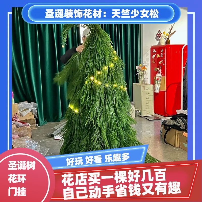 圣诞树树枝天竺少女柳杉松枝圣诞