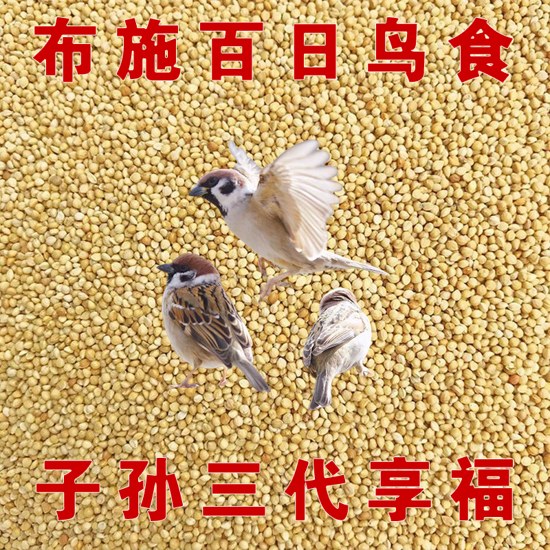 布施喂蚂蚁爱吃食物小米鸟粮野外带壳黄谷子五色黍小鸟食麻雀饲料