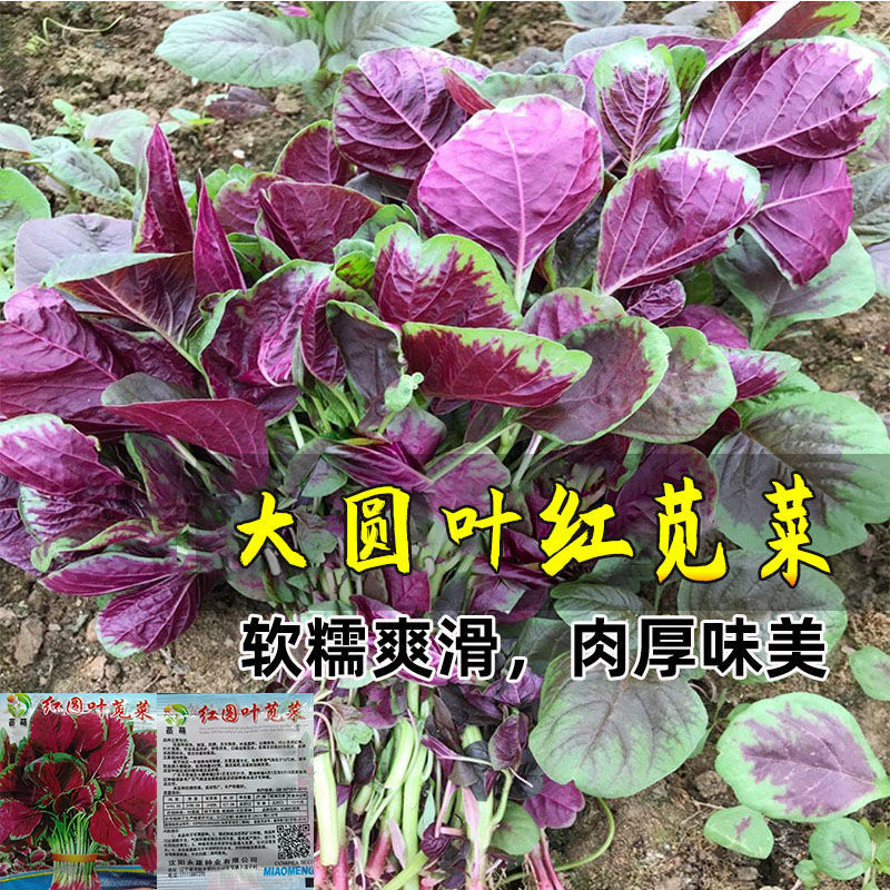 苋菜种子大圆叶红苋菜种籽红白汗菜四季播抗热柳叶圆叶苋菜种籽