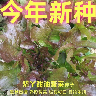 赤艳紫红开丫甜油麦种子速生麦菜菜红麦大田叶甜菜红尖四季耐热菜