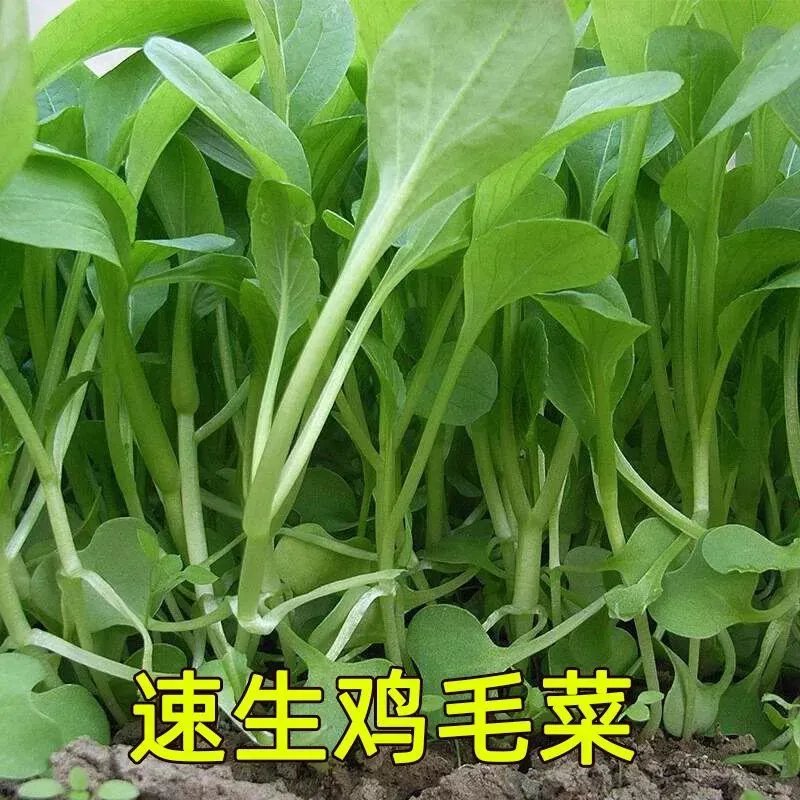 鸡毛菜种子种籽18天四季小白菜青菜油菜上海青阳台盆栽蔬菜蔬莱孑