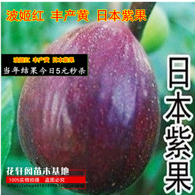 无花果 波姬红 丰产黄 日本紫果 扦插苗 庭院果树苗
