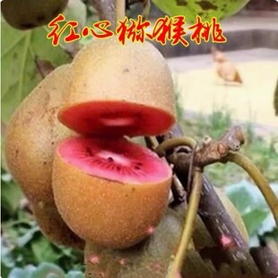 猕猴桃树果苗红心软枣猕猴桃苗徐香嫁接南北方种植庭院水果树果苗