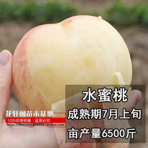 水蜜桃苗正宗奉化无锡阳山水蜜桃苗树桃树特大嫁接地栽盆栽当年结