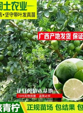 青柠檬苗海南无核青柠檬苗果树苗南北方种水果苗木盆栽地栽