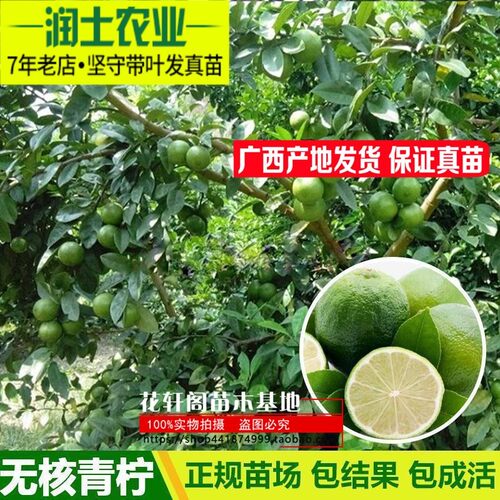 青柠檬苗海南无核青柠檬苗果树苗南北方种水果苗木盆栽地栽