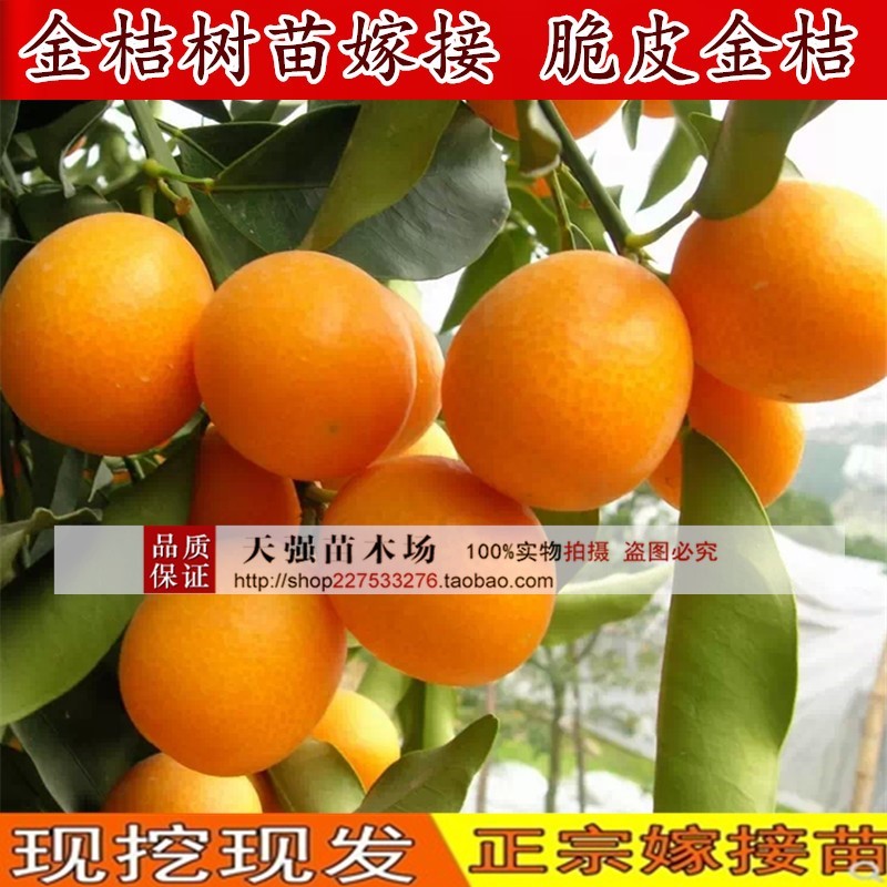 金桔树苗嫁接 脆皮金桔 桔树苗金橘苗甜桔苗盆栽地栽当年结果