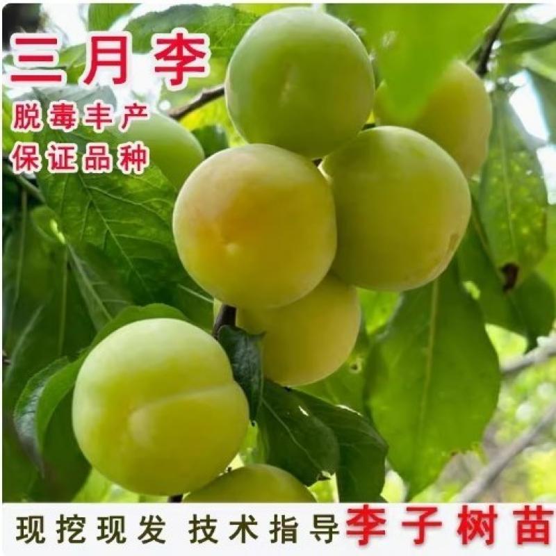 早熟三月李晚熟李子树苗三华李苗嫁接果树苗蜂糖李苗当年结果