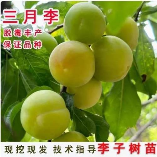 早熟三月李晚熟李子树苗三华李苗嫁接果树苗蜂糖李苗当年结果
