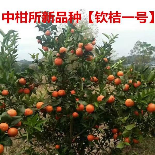 新品钦桔一号树苗无核沃柑柑橘苗中柑所钦桔一号嫁接苗当年结果