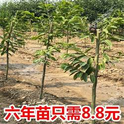大果板栗树苗 油栗苗 封开油栗苗 嫁接栗子树苗南方北方种植果树