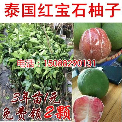 泰国青皮红心柚子苗 嫁接翡翠红心柚进口ICK红宝石柚子树苗蜜柚苗