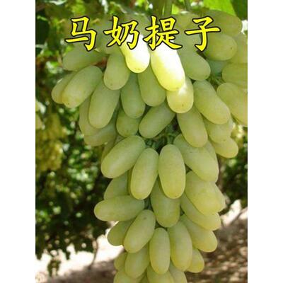 盆栽葡萄苗 马奶提子葡萄 无核奶油葡萄苗 南方北方种植当年结果