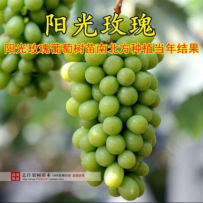 爬藤果树苗 阳光玫瑰葡萄苗 阳光玫瑰葡萄树苗南北方种植当年结果