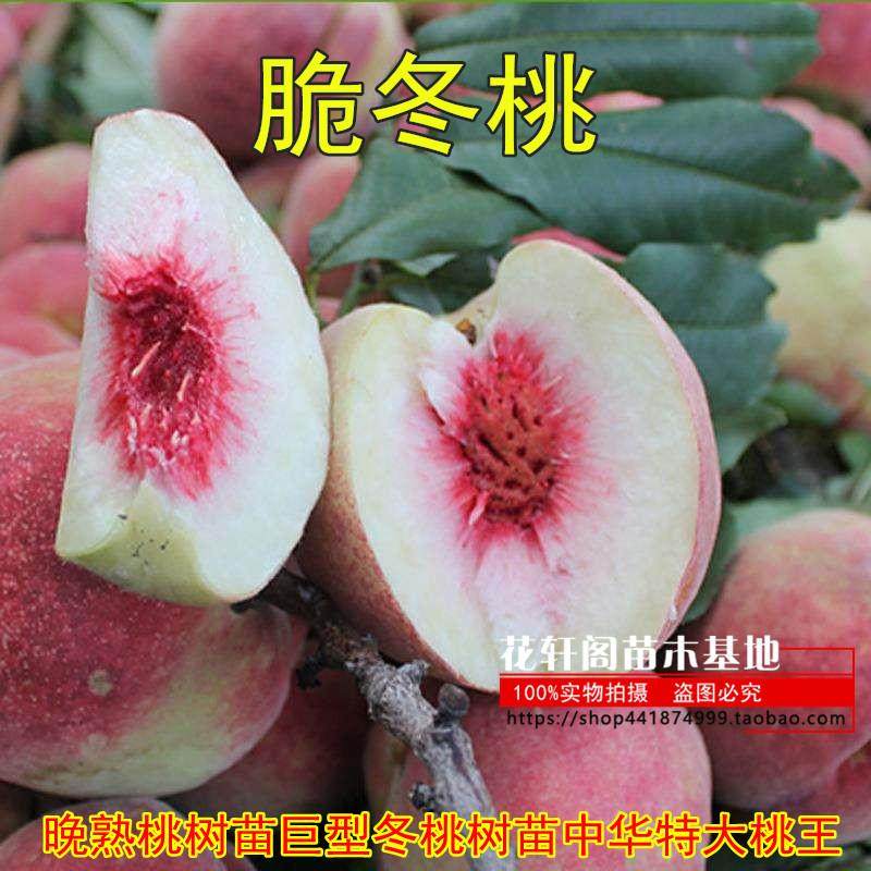 晚熟桃树苗巨型冬桃树苗中华特大桃王云南冬桃苗新品种四季果树苗,鲜花速递/花卉仿真/绿植园艺,果树,淘宝优惠券,粉丝福利购,淘宝优惠卷