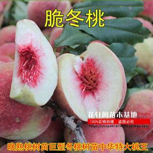 晚熟桃树苗巨型冬桃树苗中华特大桃王云南冬桃苗新品种四季果树苗
