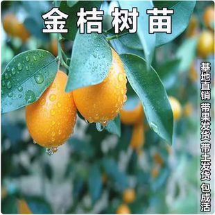 金桔树苗嫁接 脆皮金桔 金钱桔树苗金橘苗甜桔苗盆栽地栽当年结果