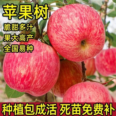 苹果树苗盆栽南方北方种植地栽冰糖心苹果苗活苗矮化果树当年结果
