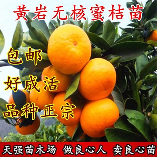 黄岩无核蜜桔苗嫁接桔子树苗